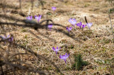 Güzel bahar çiçekleri. Chocholowska Vadisi Tatra Dağları Zakopane Polonya 'da Violet Crocuses.