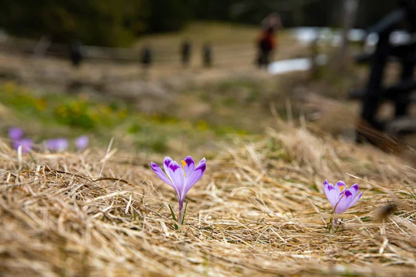 Beautiful Spring Flowers Violet Crocuses Chocholowska Valley Tatra Mountains Zakopane — стоковое фото