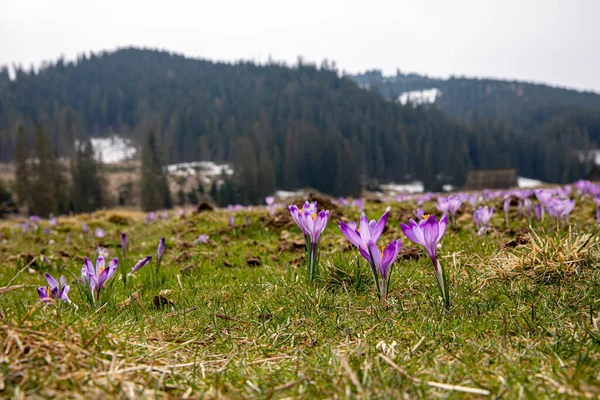 Beautiful Spring Flowers Violet Crocuses Chocholowska Valley Tatra Mountains Zakopane — стоковое фото