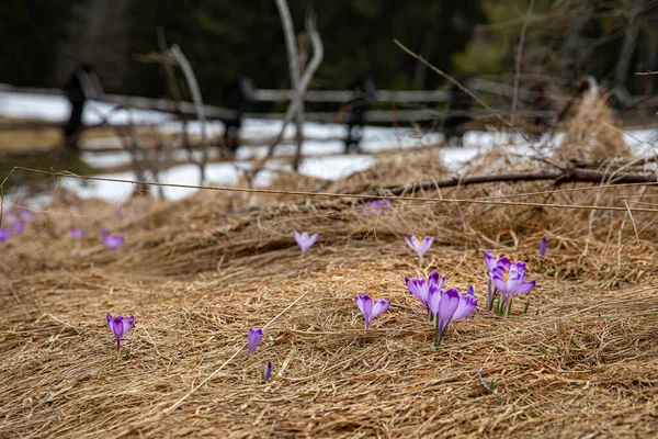 Beautiful Spring Flowers Violet Crocuses Chocholowska Valley Tatra Mountains Zakopane — стоковое фото