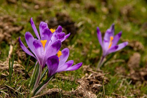 Beautiful Spring Flowers Violet Crocuses Chocholowska Valley Tatra Mountains Zakopane — Stock fotografie