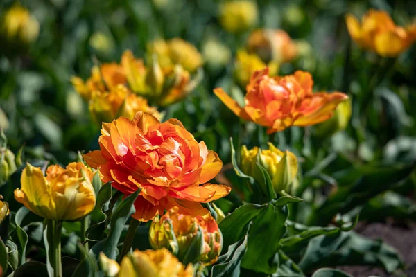 Hermosas Flores Primavera Los Países Bajos — Foto de Stock