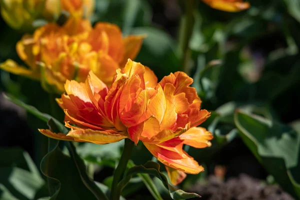 Lindas Flores Primavera Nos Países Baixos — Fotografia de Stock