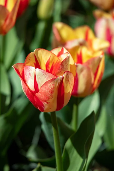 Belles Fleurs Printanières Aux Pays Bas — Photo