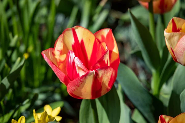 Belles Fleurs Printanières Aux Pays Bas — Photo