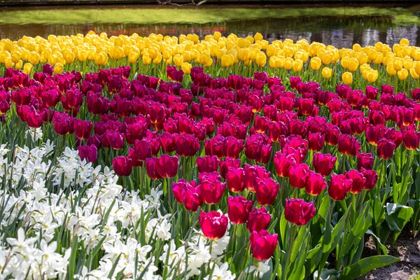 Beautiful Spring Flowers Netherlands Tulips — Foto Stock