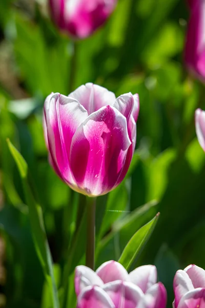 Hermosas Flores Primavera Los Países Bajos Tulipanes — Foto de Stock