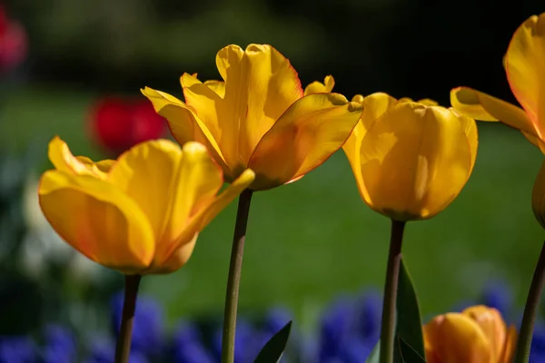 Hermosas Flores Primavera Los Países Bajos Tulipanes — Foto de Stock