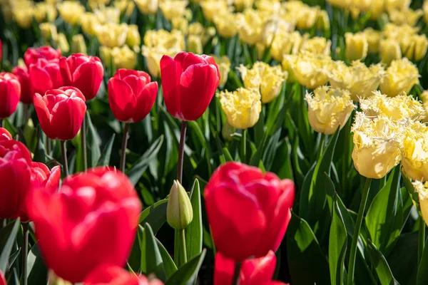 Beautiful Spring Flowers Netherlands Tulips — Stockfoto