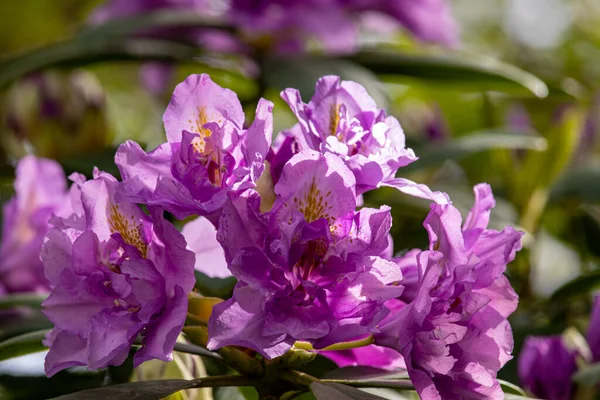 2022 Február Wolverhampton Anglia Gyönyörű Tavaszi Virágok Egy Angol Parkban — Stock Fotó