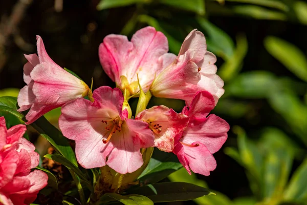 Fevereiro 2022 Wolverhampton England Lindas Flores Primavera Parque Inglês — Fotografia de Stock