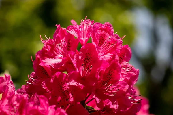 2022年2月27日 ウルヴァーハンプトン イングランド 英語公園の美しい春の花 — ストック写真