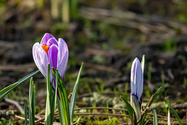 美しい春の花 チョロフスカ バレー タトラ山脈のクロッカスザコパネ ポーランド — ストック写真