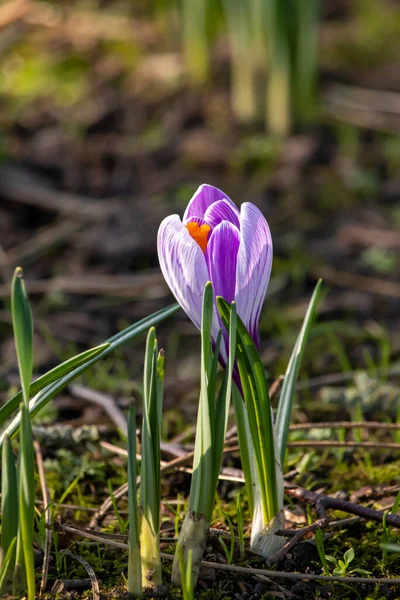 Krásné Jarní Květiny Krokusy Chocholowské Dolině Tatry Zakopane Polsko — Stock fotografie