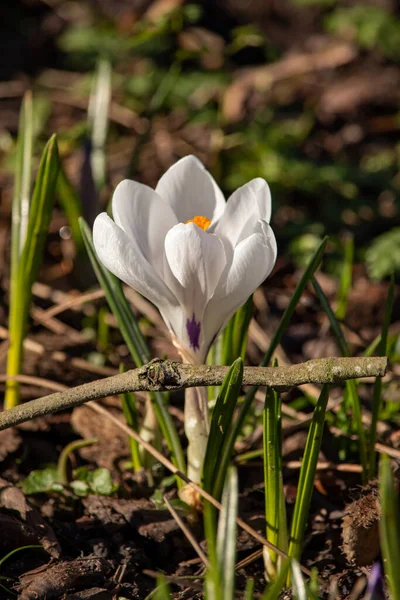 Belles Fleurs Printanières Crocus Dans Vallée Chocholowska Tatra Montagnes Zakopane — Photo