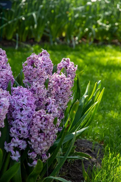 オランダの美しい春の花 ヒヤシンス — ストック写真