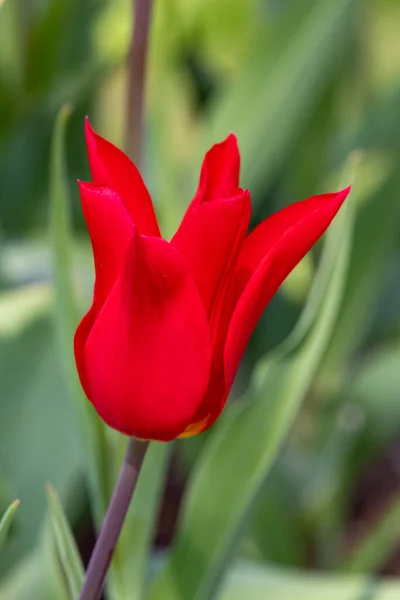 Hermosos Tulipanes Primavera Los Países Bajos — Foto de Stock