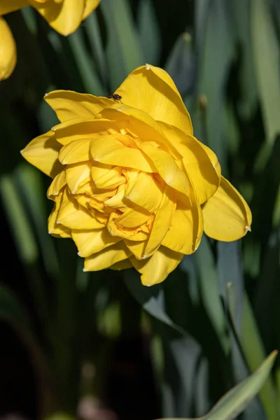 Belles Tulipes Printanières Aux Pays Bas — Photo