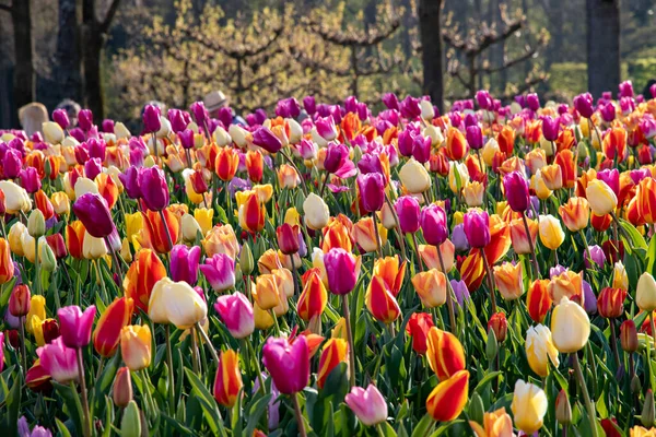 Krásné Jarní Tulipány Nizozemsku — Stock fotografie