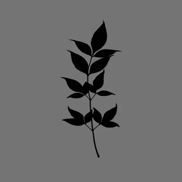 Botanical Illustration Line Art Plants Drawing Abstract Shape Pattern Framed — Stock Photo, Image