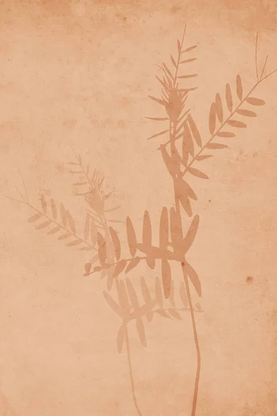 Botanische Illustration Muster Für Gerahmte Wanddrucke Leinwandgemälde Poster Wohndekorationen — Stockfoto