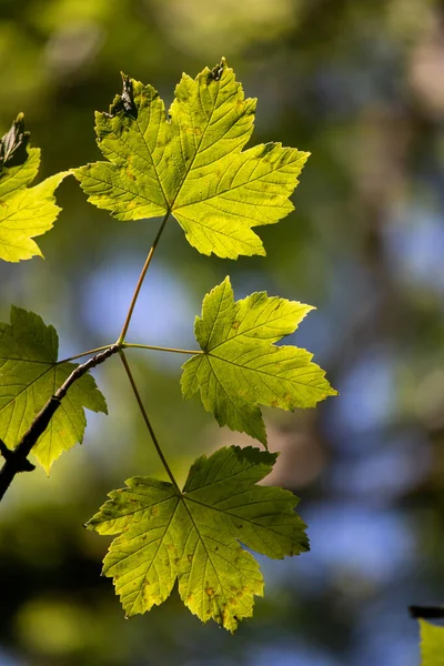 Leaves on a blurred background in an English park.