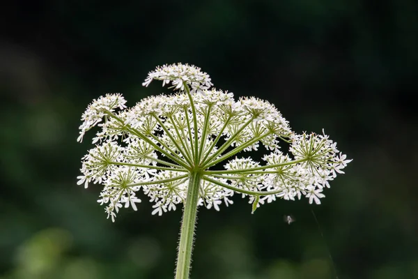 Field plants against a blurred background in an English park.