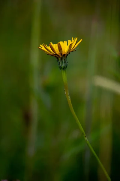 Field Plants Blurred Background English Park — Foto de Stock