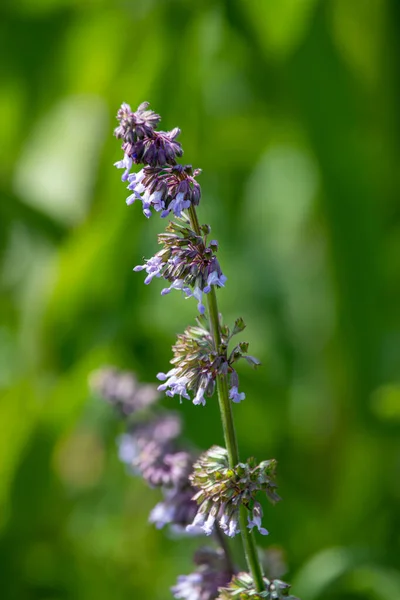 Field Plants Blurred Background English Park — Foto Stock