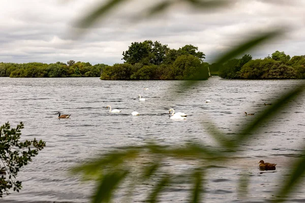 Attenborough Nature Reserve Nottingham United Kingdom — стоковое фото