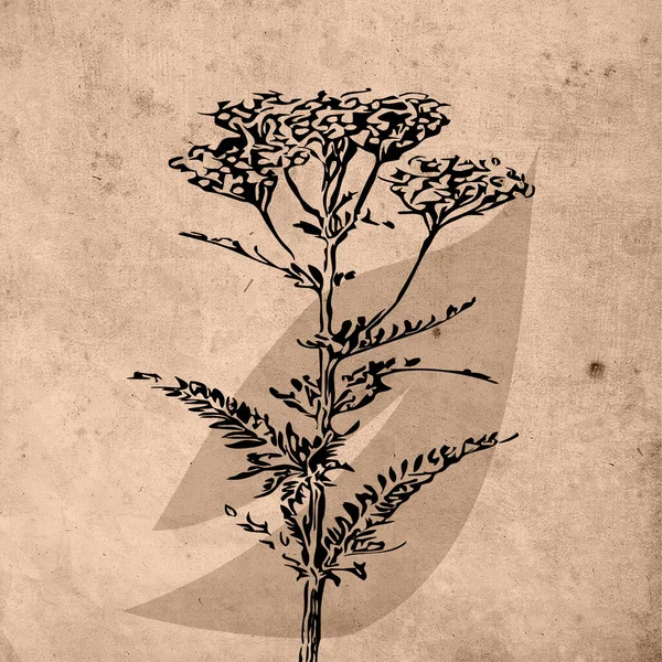 Printable Trendy Botanical Card Use Cover Wallpaper Wall Art Brown —  Fotos de Stock
