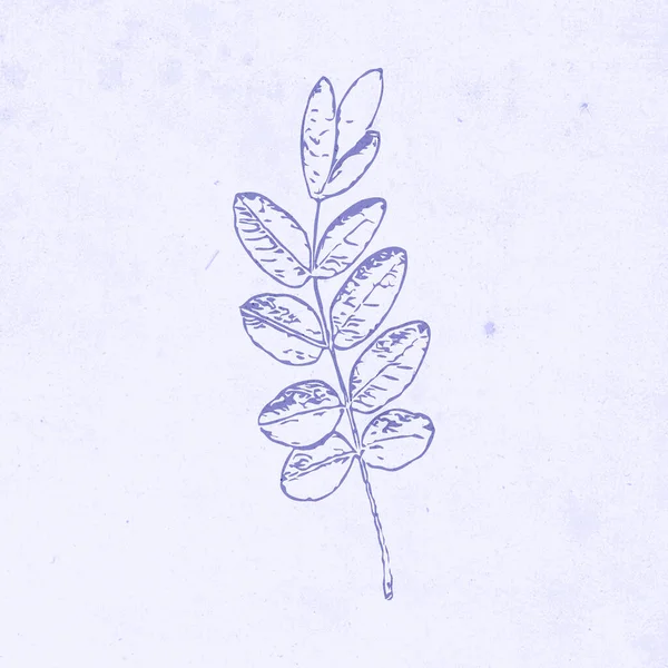 Друкована Ботанічна Ілюстрація Мінімалістичний Стиль Дизайн Інтер Єру Оздоблення Стін — стокове фото