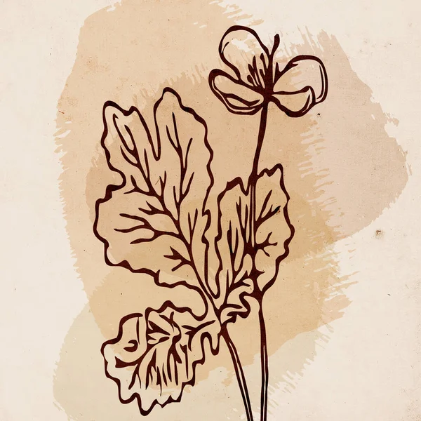 Печатная Модная Ботаническая Карта Используйте Обложки Обоев Настенного Искусства Цвет — стоковое фото