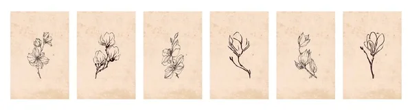 Botanik Illüstrasyonun Koleksiyonu Bitkilerin Çizgi Sanatı Soyut Şekilli Çizimler Çerçevelenmiş — Stok Vektör