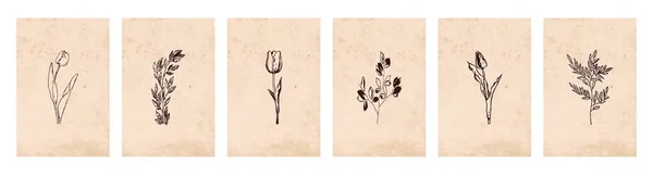Botanik Illüstrasyonun Koleksiyonu Bitkilerin Çizgi Sanatı Soyut Şekilli Çizimler Çerçevelenmiş — Stok Vektör