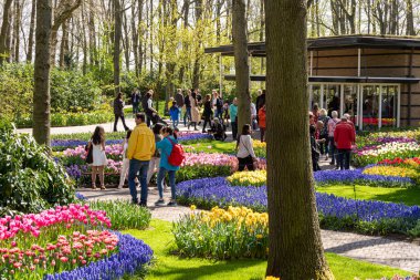14 Nisan 2022 Lisse, Hollanda. Bahar çiçeklerinin açtığı güzel bir halk bahçesi. Popüler turizm sitesi.