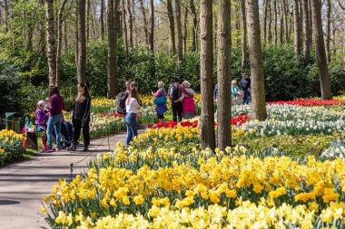 14 Nisan 2022 Lisse, Hollanda. Bahar çiçeklerinin açtığı güzel bir halk bahçesi. Popüler turizm sitesi.