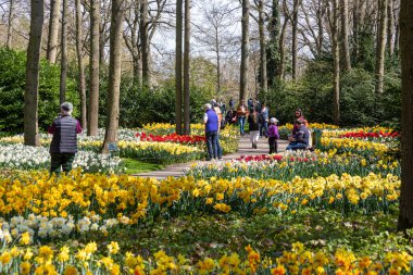 14 Nisan 2022 Lisse, Hollanda. Bahar çiçeklerinin açtığı güzel bir halk bahçesi. Popüler turizm sitesi.