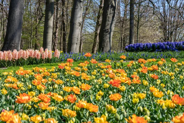 Красивые Весенние Цветы Саду — стоковое фото