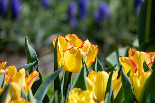 Hermosas Flores Primavera Jardín — Foto de Stock