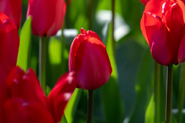 Beautiful Spring Flowers Garden — Stock Photo, Image