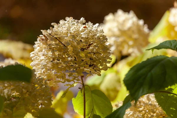 Hydrangea Florece Parque Inglés Wolverhampton Soleado Día Octubre — Foto de Stock