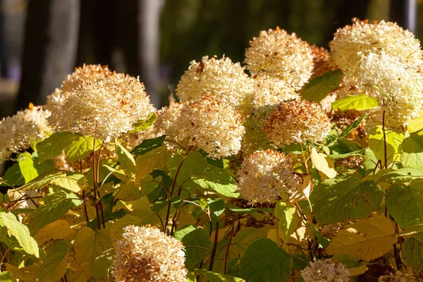 Hortensienblüten Einem Englischen Park Wolverhampton Einem Sonnigen Oktobertag — Stockfoto