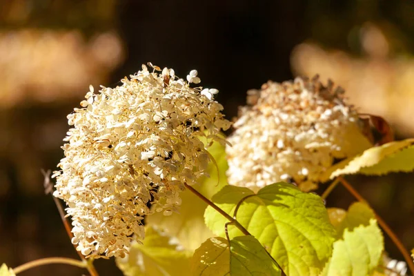 Hortensienblüten Einem Englischen Park Wolverhampton Einem Sonnigen Oktobertag — Stockfoto