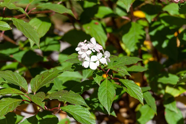 Hortensienblüten Einem Englischen Park Wolverhampton Einem Sonnigen Oktobertag — Stockfoto