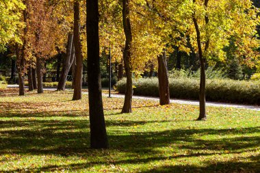 Ekim 'de güneşli bir günde sonbahar parkı