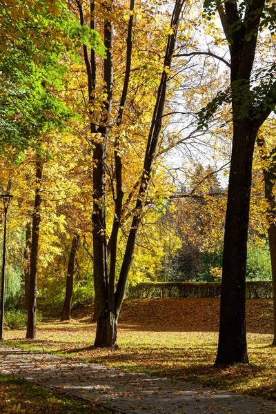 Autumn Park Sunny Day October — Stock Photo, Image