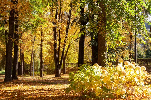 Φθινόπωρο Πάρκο Μια Ηλιόλουστη Μέρα Τον Οκτώβριο — Φωτογραφία Αρχείου