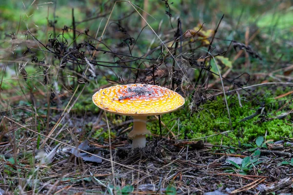 Poisonous mushrooms in the forest in October
