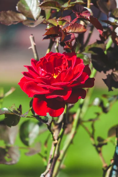 Czerwona Róża Kwitnie Ogrodzie — Zdjęcie stockowe